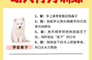 泰迪犬训练技巧有哪些？如何解决训练中的常见问题？