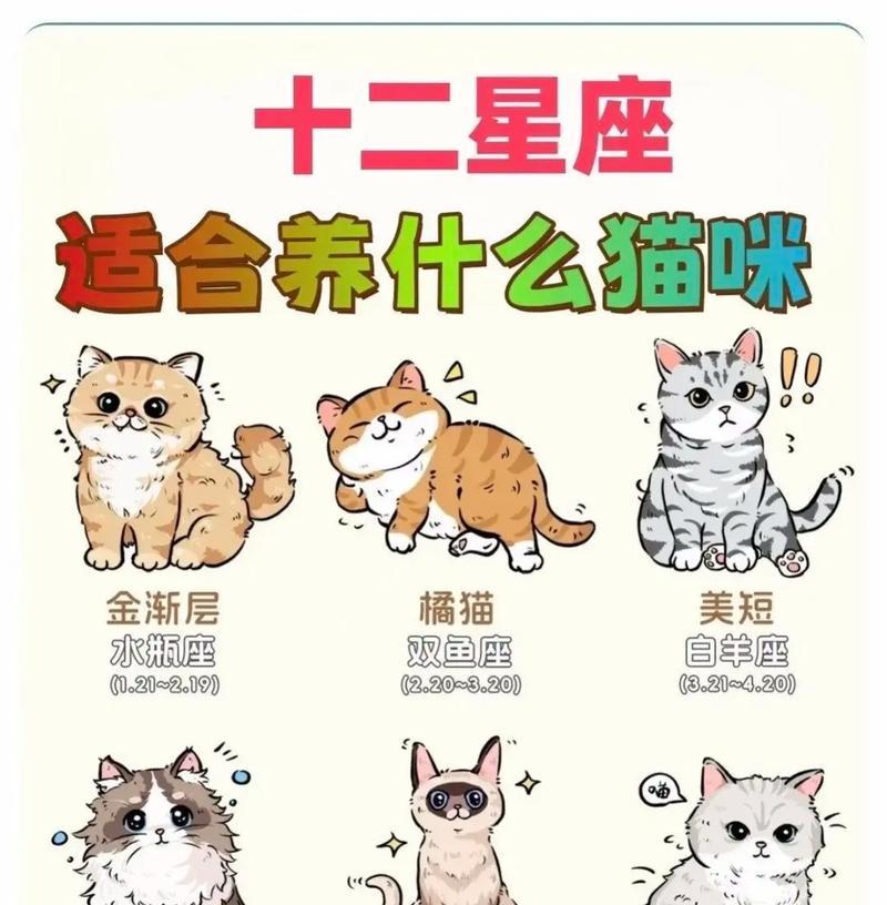 猫咪的品种有哪些？如何根据特点选择适合的猫咪？