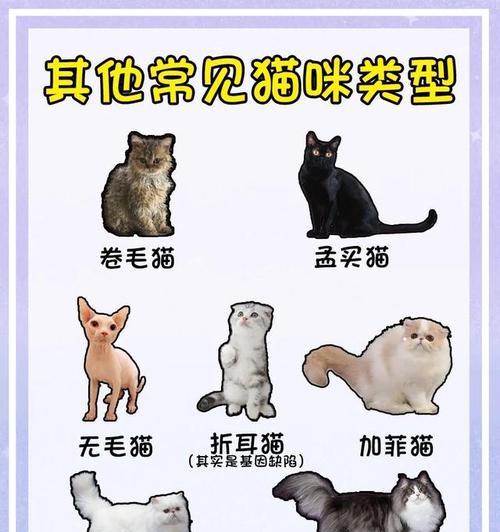 猫咪的品种有哪些？如何根据特点选择适合的猫咪？