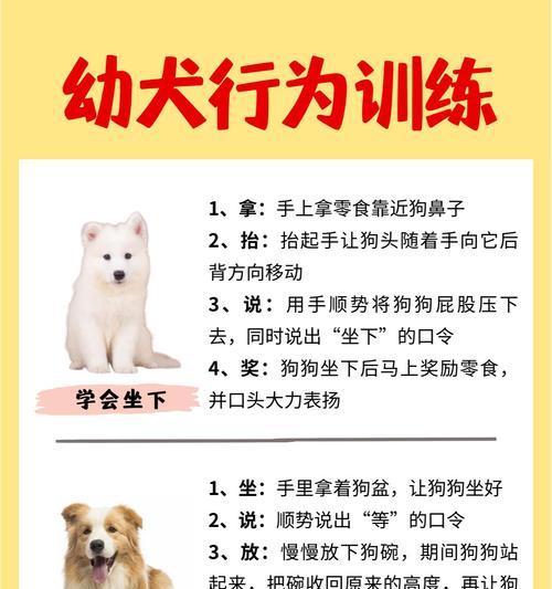 泰迪犬训练技巧有哪些？如何解决训练中的常见问题？