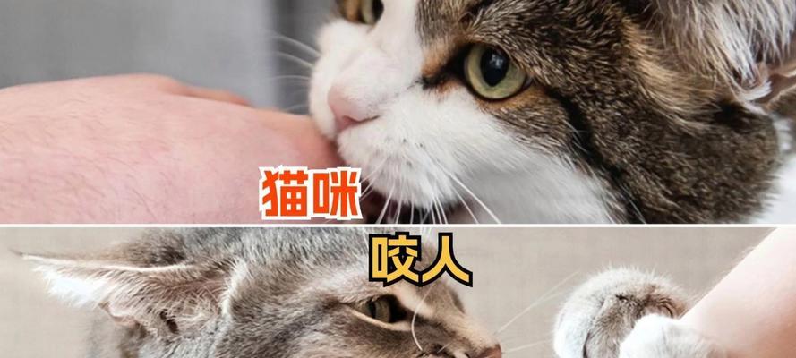 1个多月的猫咪爱咬人怎么办？如何纠正小猫的咬人行为？