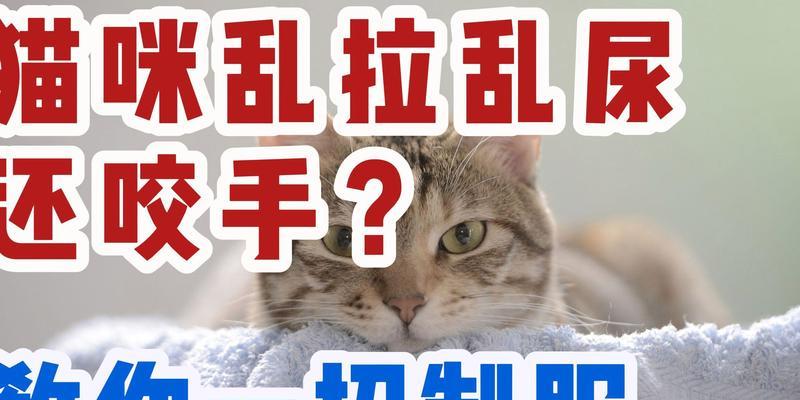 1个多月的猫咪爱咬人怎么办？如何纠正小猫的咬人行为？