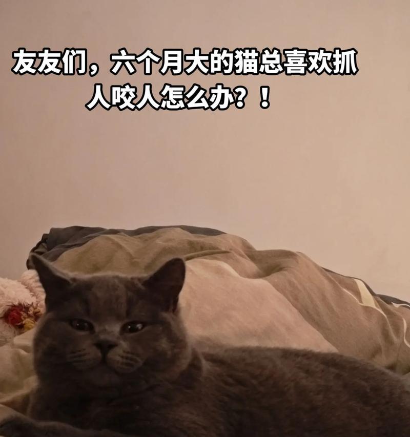 1个多月的猫咪爱咬人怎么办？如何纠正小猫的咬人行为？